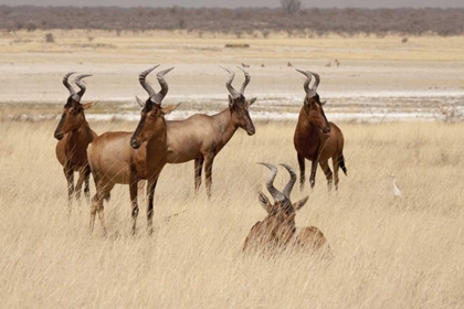 Picture of NAMIBIA, ETOSHA NP RED HARTEBEETS