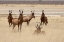 Picture of NAMIBIA, ETOSHA NP RED HARTEBEETS