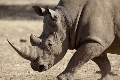 Picture of NAMIBIA, WINDHOEK WHITE RHINOCEROS