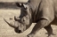 Picture of NAMIBIA, WINDHOEK WHITE RHINOCEROS