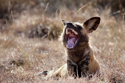 Picture of NAMIBIA A YAWNING AFRICAN WILD DOG