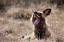 Picture of NAMIBIA A YAWNING AFRICAN WILD DOG