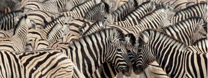 Picture of NAMIBIA, ETOSHA NP A HERD OF ZEBRAS