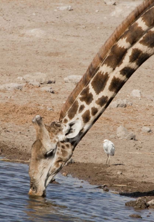 Picture of NAMIBIA, ETOSHA NP GIRAFFE DRINKING