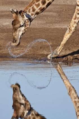 Picture of NAMIBIA, ETOSHA NP GIRAFFE DRINKING