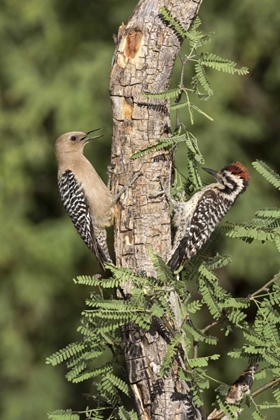 Picture of AZ, AMADO WOODPECKERS ON TREE TRUNK