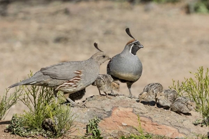 Picture of AZ, AMADO GAMBELS QUAIL WITH CHICKS