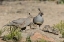 Picture of AZ, AMADO GAMBELS QUAIL WITH CHICKS