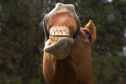 Picture of OR, SENECA A HORSE SHOWING HIS TEETH