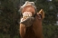 Picture of OR, SENECA A HORSE SHOWING HIS TEETH