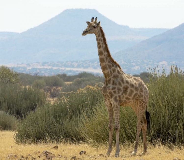 Picture of NAMIBIA, DAMARALAND SOLITARY GIRAFFE