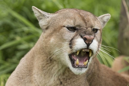 Picture of MINNESOTA, SANDSTONE SNARLING COUGAR