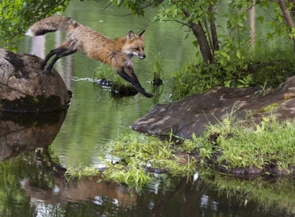 Picture of MINNESOTA, SANDSTONE RED FOX LEAPING