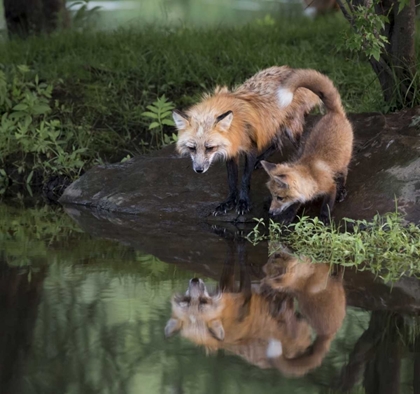 Picture of MINNESOTA, SANDSTONE RED FOX AND KIT