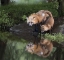 Picture of MINNESOTA, SANDSTONE RED FOX AND KIT
