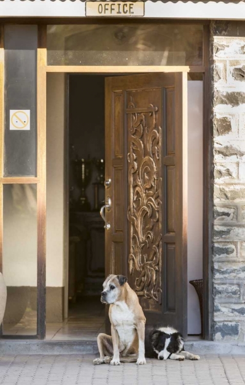Picture of AFRICA, NAMIBIA DOGS AT DOOR ENTRANCE