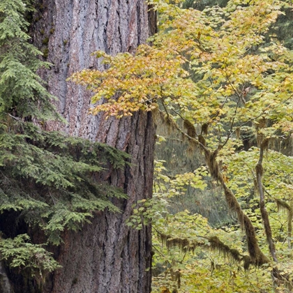 Picture of USA, WASHINGTON, QUINAULT FOREST SCENIC
