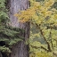 Picture of USA, WASHINGTON, QUINAULT FOREST SCENIC
