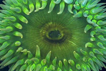 Picture of USA, WASHINGTON CLOSE-UP OF SEA ANEMONE