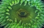 Picture of USA, WASHINGTON CLOSE-UP OF SEA ANEMONE