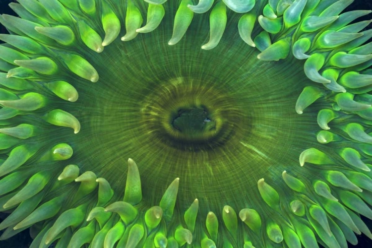 Picture of USA, WASHINGTON CLOSE-UP OF SEA ANEMONE