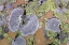 Picture of CANADA, BRITISH COLUMBIA LICHEN ON ROCK