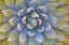 Picture of UTAH, DIXIE NATIONAL FOREST YUCCA PLANT