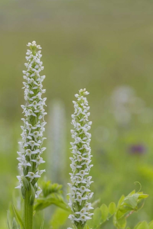 Picture of ALASKA, GLACIER BAY NP WHITE BOG ORCHID