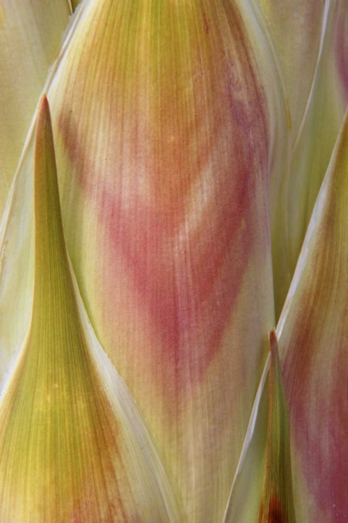 Picture of WASHINGTON STATE, SEABECK FLOWER PETALS