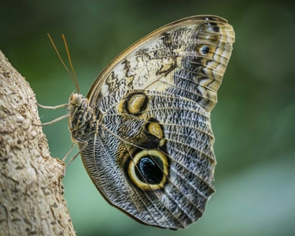 Picture of WASHINGTON STATE, SEATTLE OWL BUTTERFLY