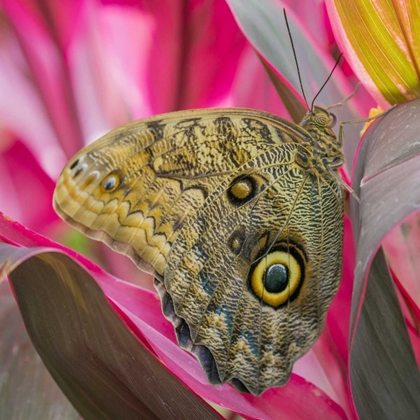 Picture of WASHINGTON STATE, SEATTLE OWL BUTTERFLY