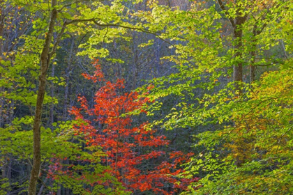 Picture of TENNESSEE AUTUMN FOLIAGE IN CHEROKEE NF