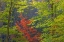 Picture of TENNESSEE AUTUMN FOLIAGE IN CHEROKEE NF
