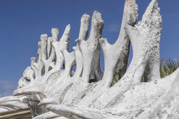 Picture of BAHAMAS, EXUMA ISLAND SPERM WHALE BONES