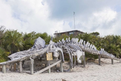 Picture of BAHAMAS, EXUMA ISLAND SPERM WHALE BONES