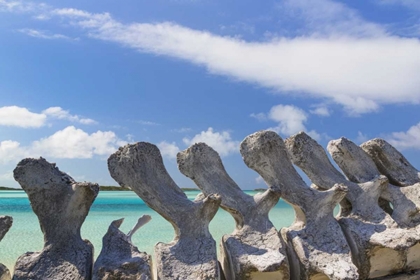 Picture of BAHAMAS, EXUMA ISLAND SPERM WHALE BONES