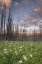 Picture of WASHINGTON, MOUNT BAKER AFTER A WILDFIRE