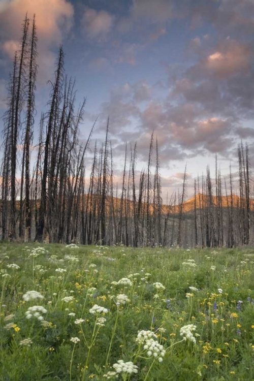 Picture of WASHINGTON, MOUNT BAKER AFTER A WILDFIRE