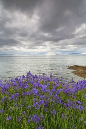 Picture of WASHINGTON CAMAS BLOOMS ON SUCIA ISLAND