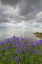 Picture of WASHINGTON CAMAS BLOOMS ON SUCIA ISLAND