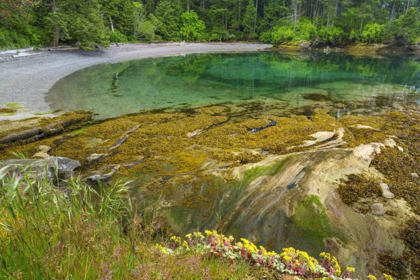 Picture of WASHINGTON SECLUDED BAY ON SUCIA ISLAND