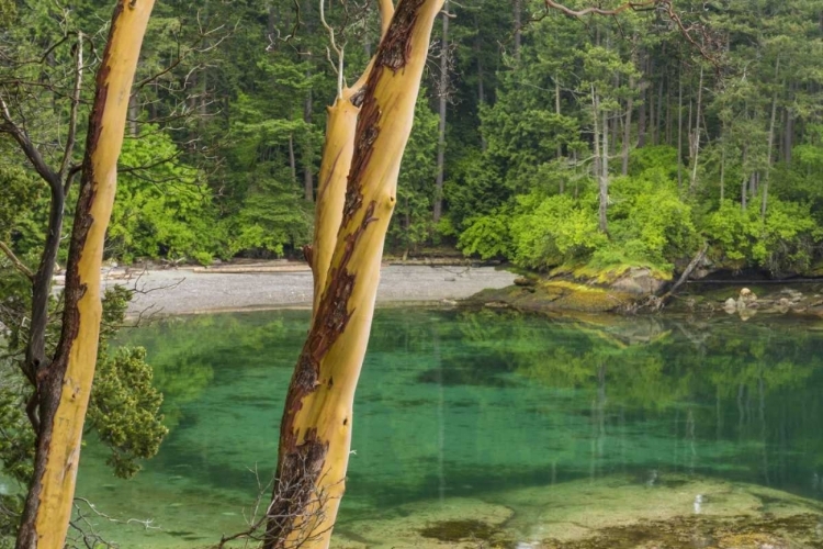 Picture of WASHINGTON SECLUDED BAY ON SUCIA ISLAND