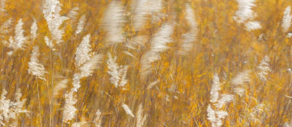 Picture of NEW MEXICO PANORAMIC OF BLOWING GRASSES