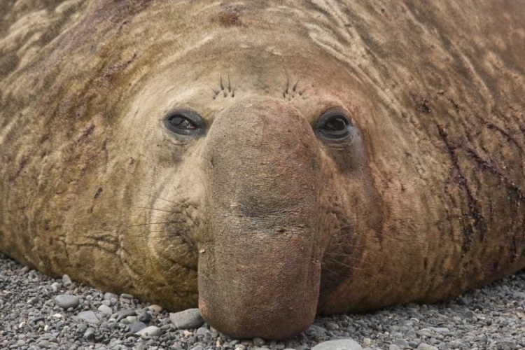 Picture of SOUTH GEORGIA ISLAND BULL ELEPHANT SEAL