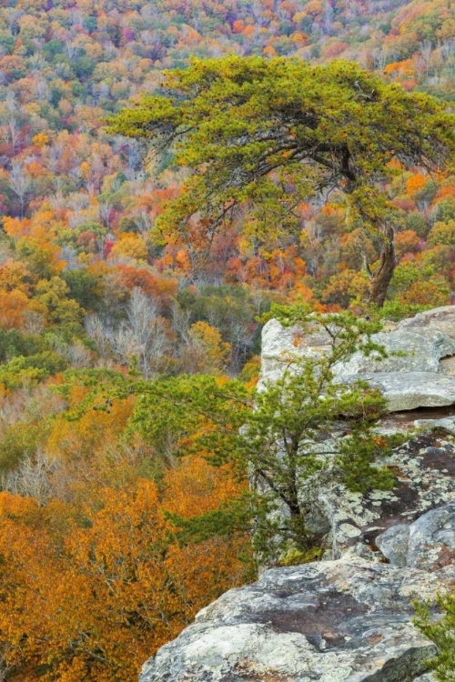 Picture of TN, FALL CREEK FALLS SP BUZZARDS ROOST