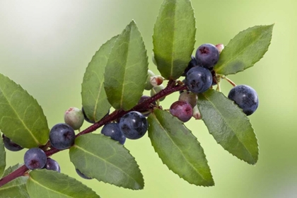 Picture of WA, SEABECK EVERGREEN HUCKLEBERRY PLANT