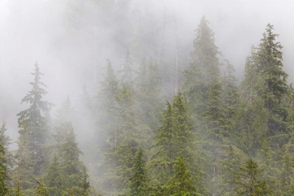 Picture of ALASKA FOG IN SPRUCE AND HEMLOCK FOREST
