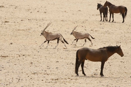 Picture of NAMIBIA, AUS,  NAMIB DESERT ORYXES AND HORSES