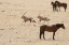 Picture of NAMIBIA, AUS,  NAMIB DESERT ORYXES AND HORSES