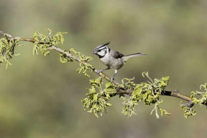 Picture of AZ, SANTA RITA MTS BRIDLED TITMOUSE ON BRANCH